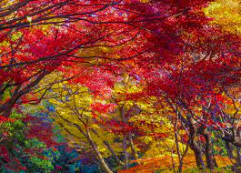 ケヤキは木によってなぜ紅葉の色が違うのか。良いケヤキの見極め方を紹介！ | Woodyニュース