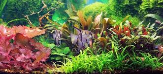 15 aquarium carpet plants for