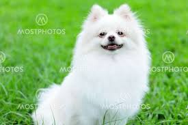 white pomeranian dog by leungchopan