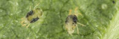 spider mite control how to get rid of