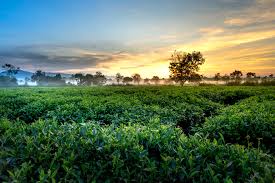 Problems facing Tea production in Georgia