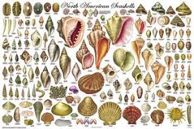 Seashell Classification Sea Shells Seashell