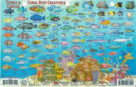 Turks Caicos Dive Map Reef Creatures Guide Franko Maps