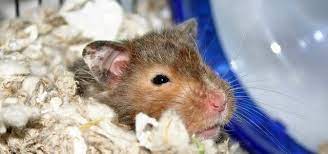 what hamster bedding not to use