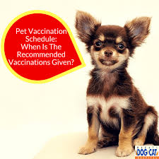 Pet Vaccination Schedule When Is The Recommended