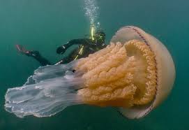 Divers Encounter A Human Size Jellyfish Off The Coast Of