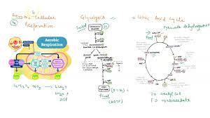 Acetate Step And The Citric Acid Cycle