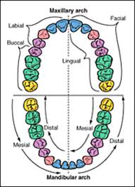 Adult Teeth Professional Dental Terminology For The Dental