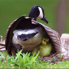 Image result for pictures of animals under mother's wings