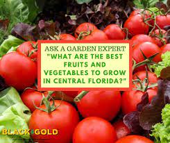Vegetables To Grow In Central Florida