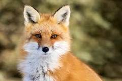 what-does-a-fox-tail-symbolize