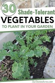 30 Vegetables That Grow In The Shade