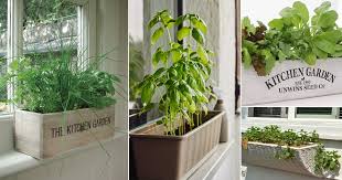 12 Best Window Box Herbs To Grow