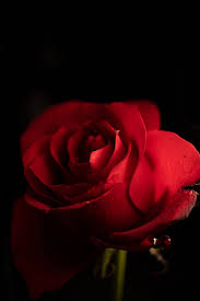 200 red rose wallpapers wallpapers com