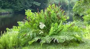grow the royal fern osmunda regalis