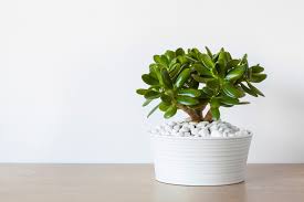 House Plants That Are Safe For My Small