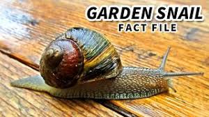 garden snail facts a snail with racing