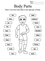Printable word games and worksheets. Body Parts Worksheets For Preschoolers Major Activities Pdf Grade Kindergarten Worksheet Free Jaimie Bleck