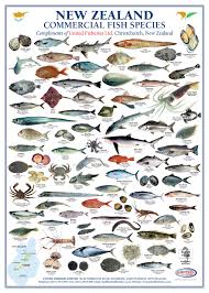 New Zealand Commercial Fish Species United Fisheries