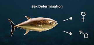 The thunnini comprise 15 species across five genera, the sizes of which vary greatly, ranging from the bullet tuna (max. Finding The Females New Reference Genome Leads To Better Sex Determination Technique In Tuna Pacbio
