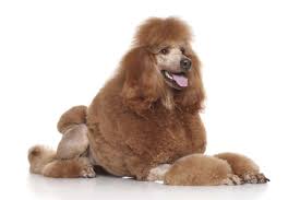 poodle dogsactually