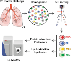 cell type resolved human lung lipidome