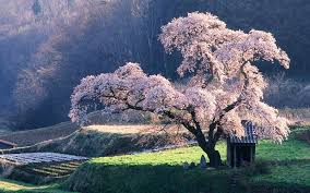 sakura tree trees hd wallpaper