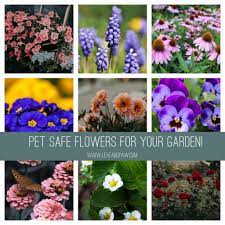 pet safe flowers for your garden leaf
