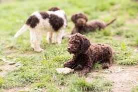 The breeds in his background probably included a yellow retriever, the tweed water spaniel. Best Dog Breeders Best Places To Buy Dogs And Puppies