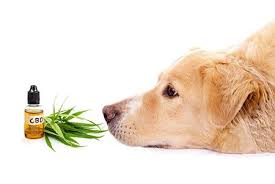 CBD trial results encouraging for dogs with epilepsy | DVM 360