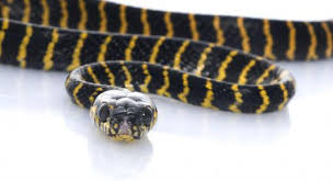 what is a coastal carpet python with