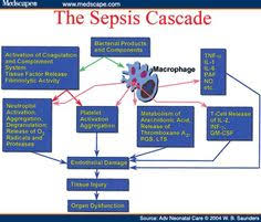 8 Best Pathophysiology Flowcharts Images Sepsis Septic