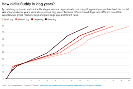 How To Calculate Your Pets Age In Human Years Tailster Blog