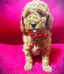 poodle puppies in melbourne region vic
