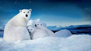 polar bears 1080p 2k 4k 5k hd
