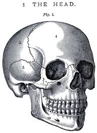 Are you searching for skull png images or vector? 58 Skulls Ideas Skull Art Skull Drawings