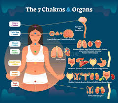 7 Chakra Healing And Corresponding Inner Organ Groups
