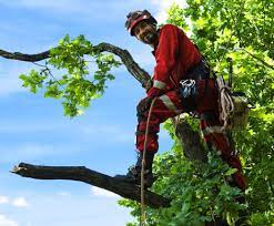 Since 2007, bobs tree & stump service has provided residents of falls church with expert tree pruning, topping, emergency service and even structural pruning. Dependable Tree Services Falls Church Va Clark S Landscaping