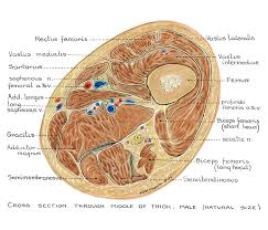 The muscles, bones, joints, nerves, blood and lymphatic supply, anatomical areas, and the structures in the hand. Clinical Anatomy Cheney Illustrations