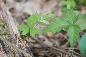 how to safely remove poison ivy