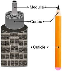 layers of hair shaft cuticle cortex