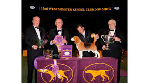 Every year, the westminster dog show showcases the top pooches from the around the country. Every Dog To Win Best In Show At Westminster Since 1970 24 7 Wall St