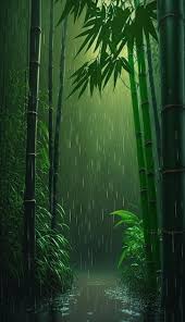 bamboo forest wallpapers