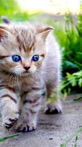 Discover (and save!) your own pins on pinterest Cat Iphone Wallpapers Cute Baby Animal 1080x1920 Download Hd Wallpaper Wallpapertip