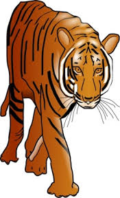 color tiger clip art clipart for free