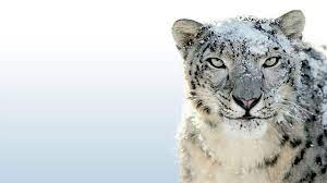snow leopard beautifu backgrounds