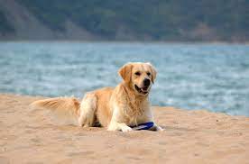 islanders beach dog friendly beach in
