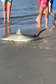beachgoers push shark back out to sea