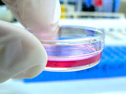 in vitro cosmetics testing protocols