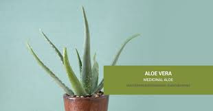100% pure aloe vera gel & powder. Aloe Vera Medicinal Aloe Succulents And Sunshine